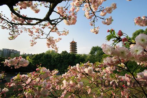 『隨華全，觀天下』 ——走進渝北